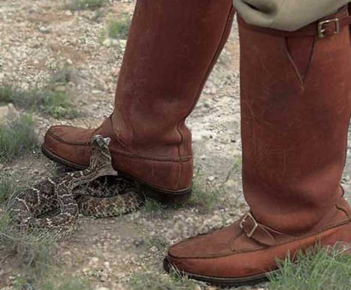 snake bite through leather boots - Can snakes bite through rubber boots